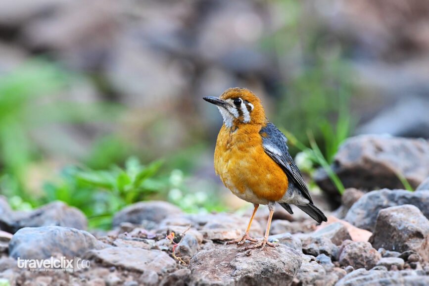 Orange-headed Thrush