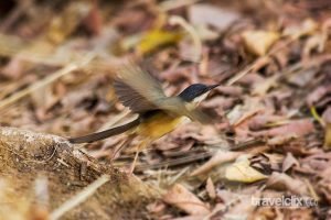 Ashy Prinia