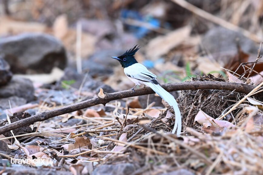 Asian Paradis flycatcher