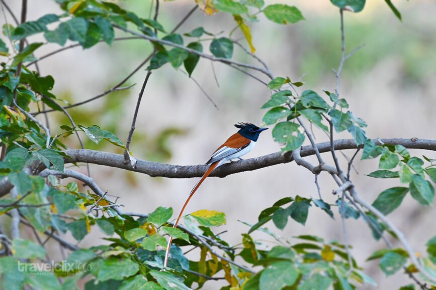 Asian Paradis flycatcher - Morph