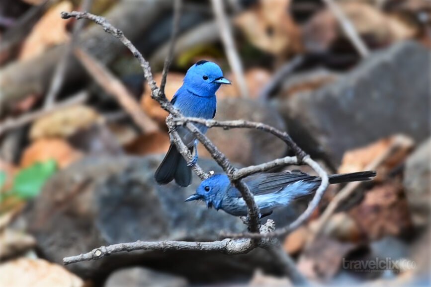 Black Naped Monarch (Male and Female)