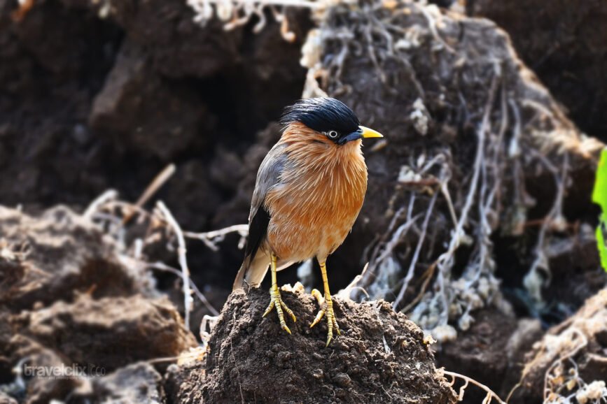 brahminy-starling