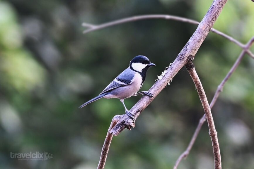 Cinereous Tit