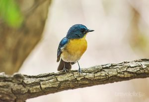 Tickell's Blue Flycatcher