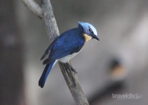 Tickell's Blue Flycatcher