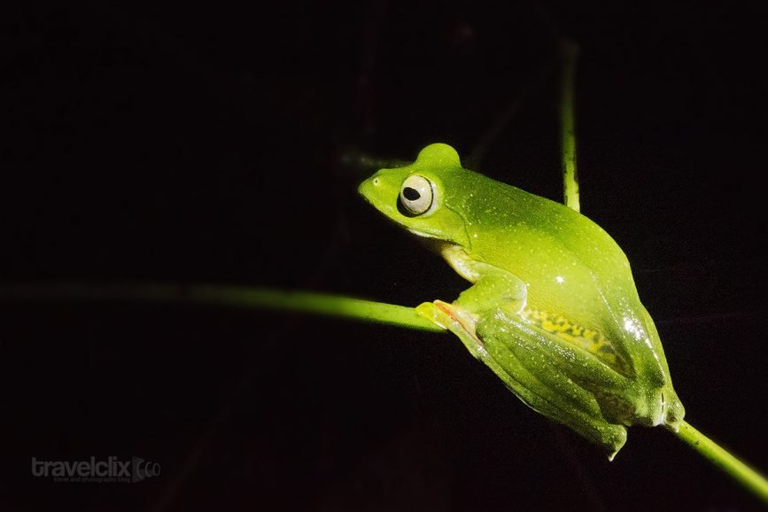 Malabar Gliding Frog (Rhacophorus malabaricus)