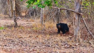 Bear-cub-trying-to-cross-road