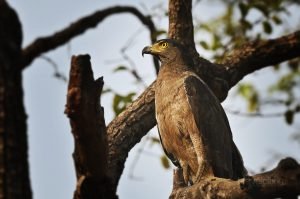 Serpent Eagle