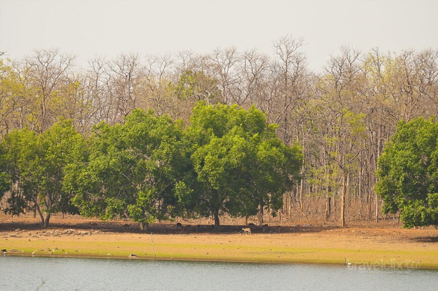 ताडोबा तलाव परिसर