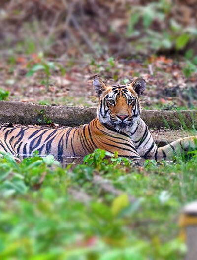 Tadoba Diaries - First Encounter