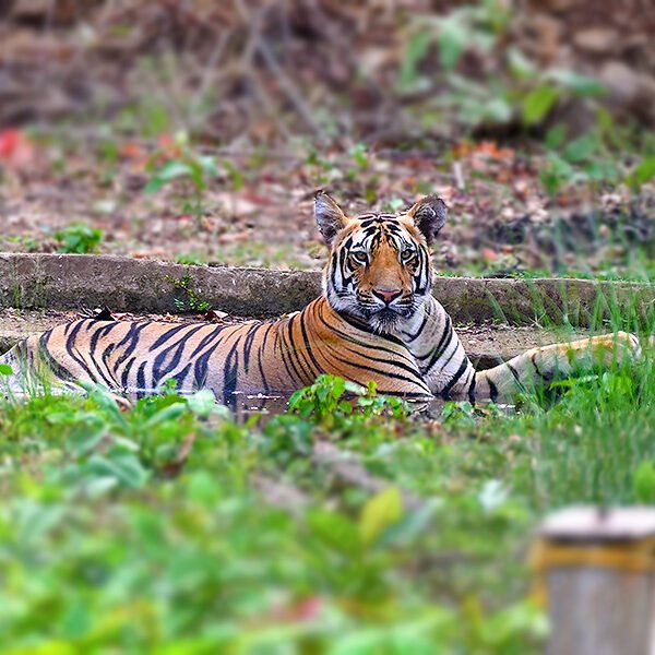 Tadoba Diaries - First Encounter