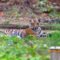 Tadoba Diaries - First Encounter