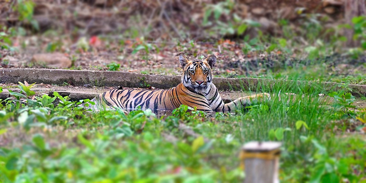 Tadoba Diaries - First Encounter