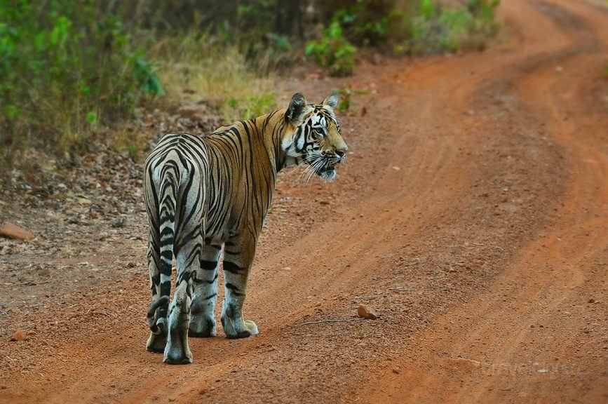 Zunabai's tiger Male Cub On Road