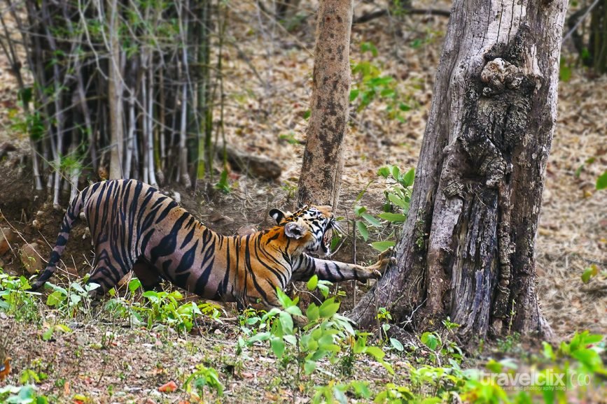 tiger Male Cub of Zunabai Tigress