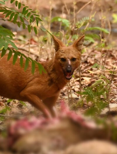 Tadoba Diaries - Most Daunting Moments