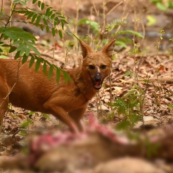 Tadoba Diaries - Most Daunting Moments