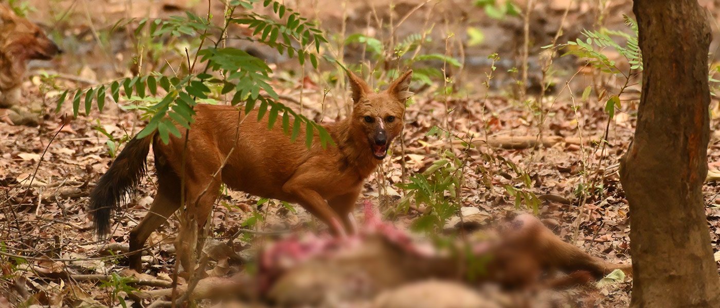 Tadoba Diaries - Most Daunting Moments