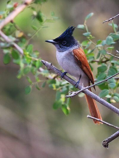 birds-of-maharashtra-calendar2020