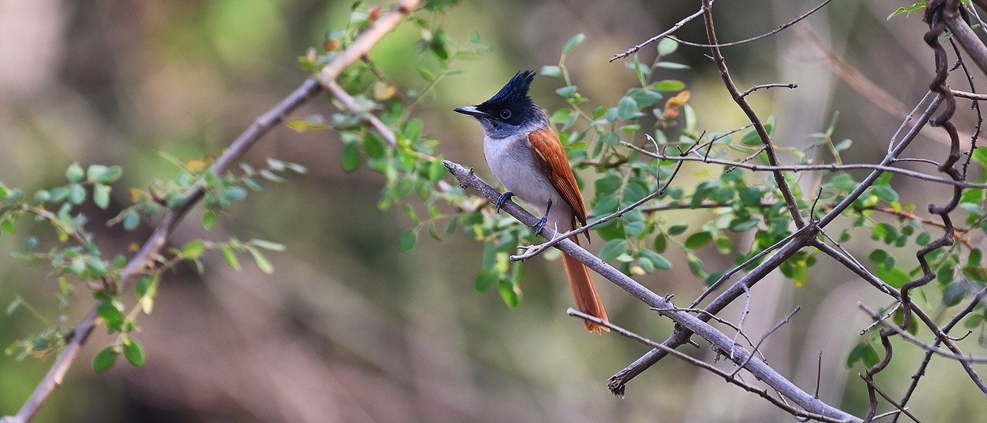 birds-of-maharashtra-calendar2020