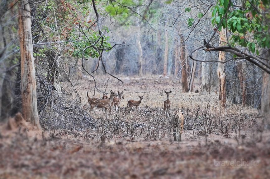 Brave Young Spotted Deer Staring at Tigress