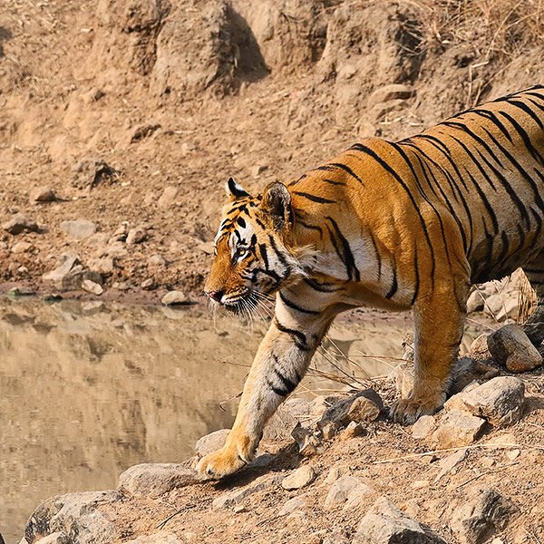 Tadoba Unforgetable day