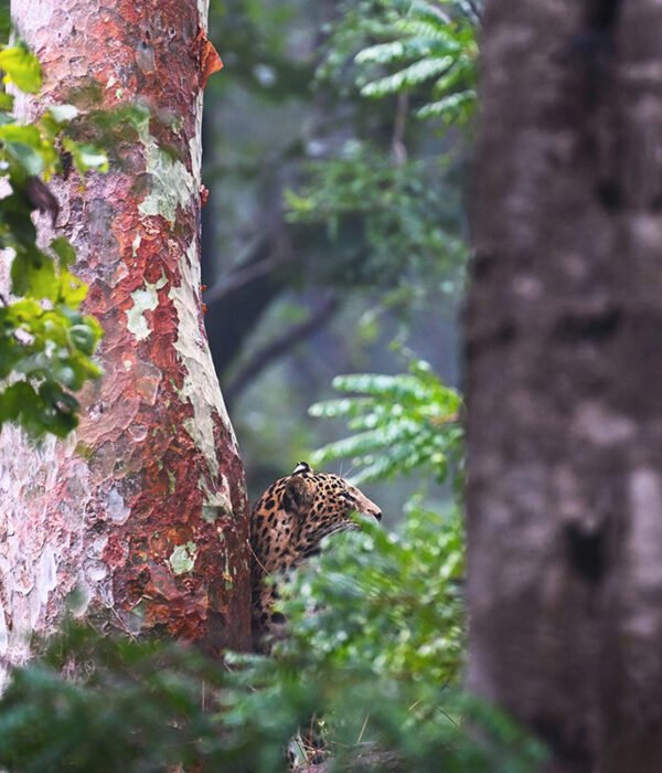 leopard-in-pench