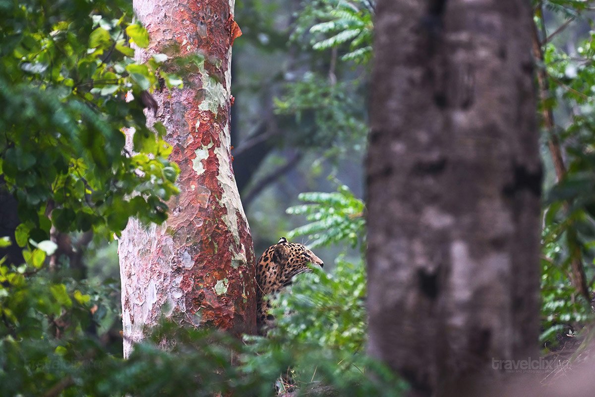 leopard-in-pench