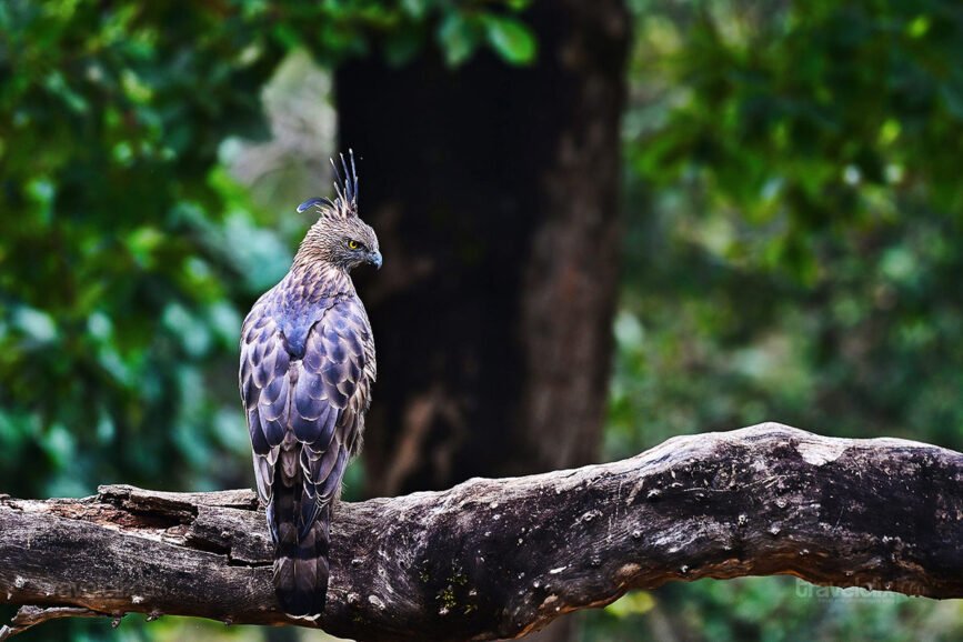 crested-hawk-eagle-after-satiating-its-hunger-turia-travelclix