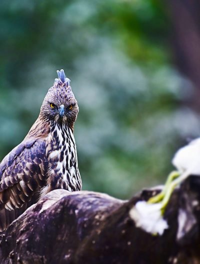 crested-hawk-eagle-with-egret-kill-turia-travelclix