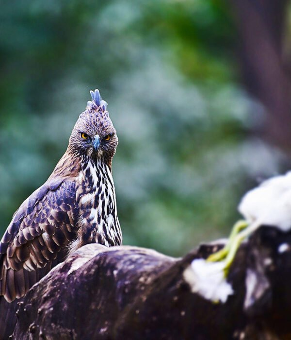 crested-hawk-eagle-with-egret-kill-turia-travelclix