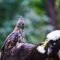 crested-hawk-eagle-with-egret-kill-turia-travelclix