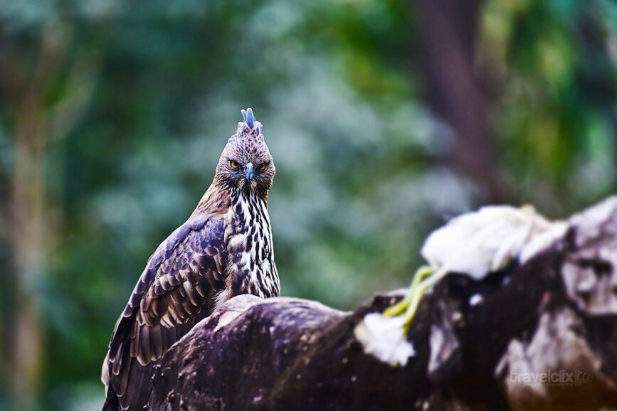 crested-hawk-eagle-with-egret-kill-turia-travelclix