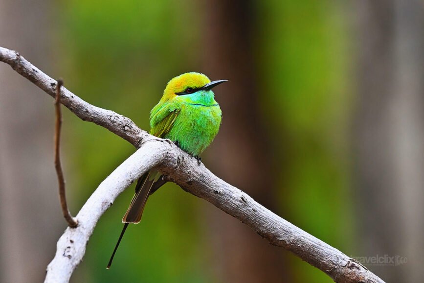 green-bee-eater-at-pench-travelclix