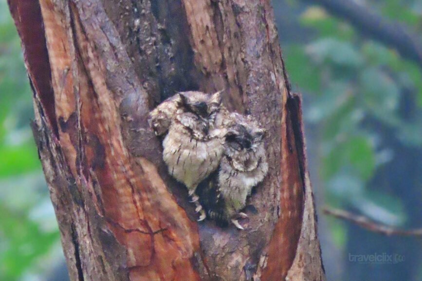 indian-scops-owl-turia-travelclix