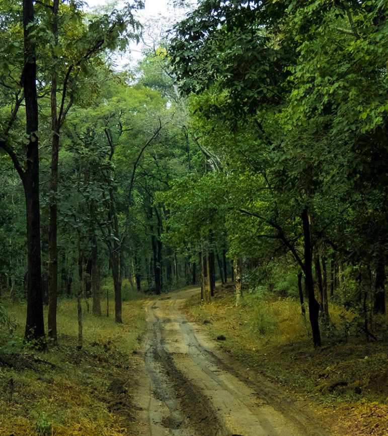 khursapar-buffer-at-pench-travelclix