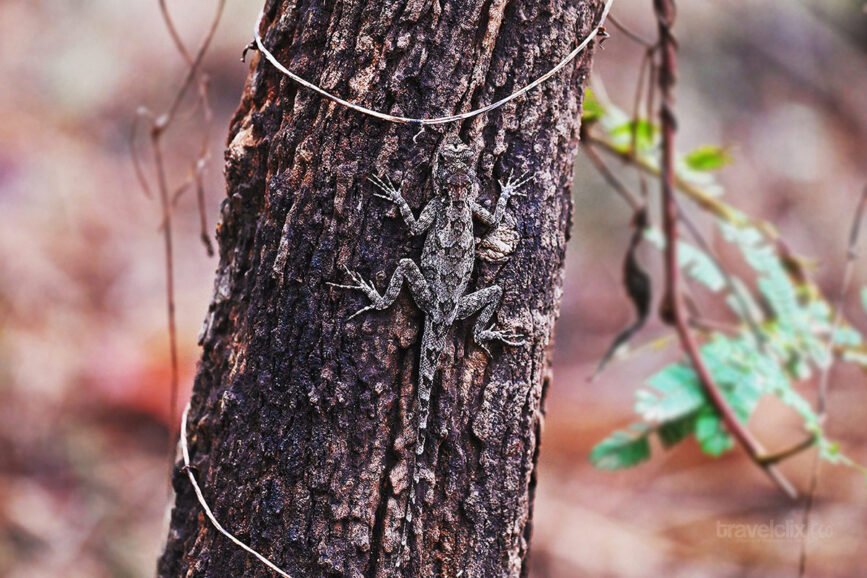 rock-agama-at-pench-travelclix