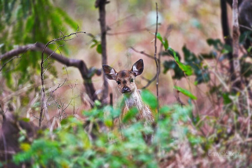 spotted-deer-fawn-turia-travelclix