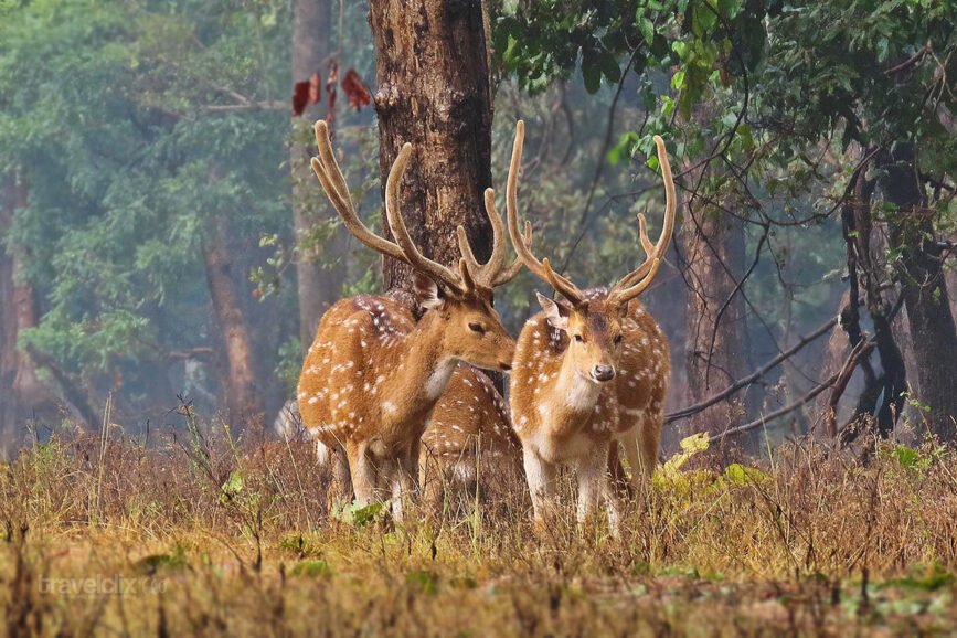 spotted-deer-stags-turia-travelclix