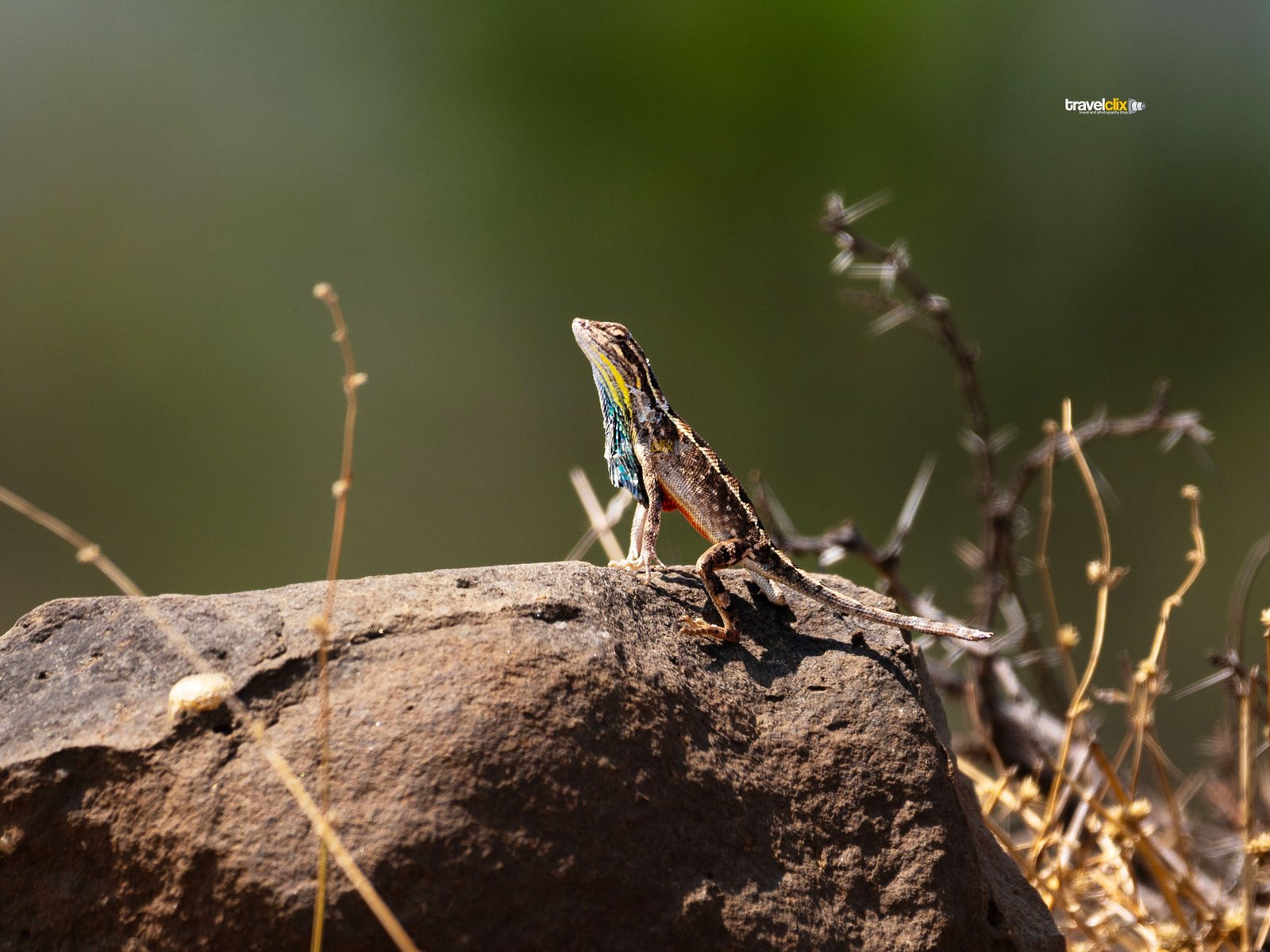 fan throated lizard, lizards in india, lizards around pune, pune outskirts, wildlife, reptiles, 