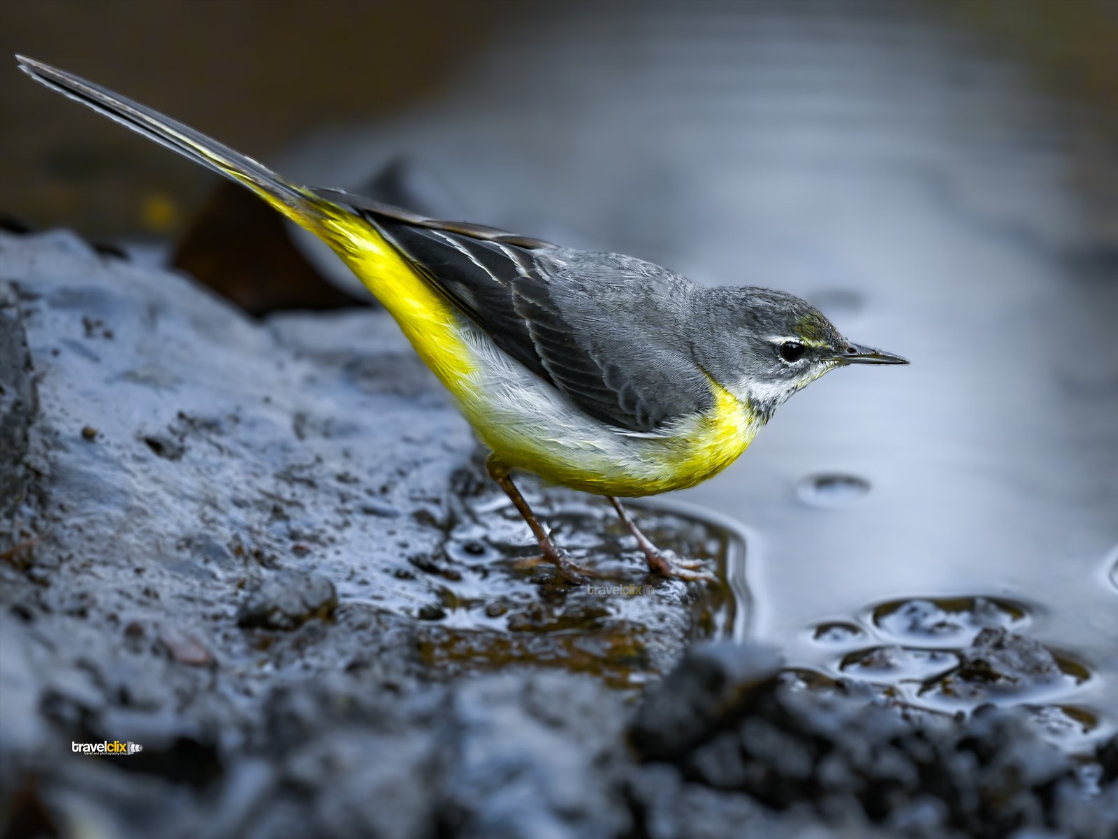 Sinhagad Bird Valley, grey wagtail bird, birding in pune, birds of india, birds of pune, birding spots near pune, birding near pune, birds of maharashtra, pune