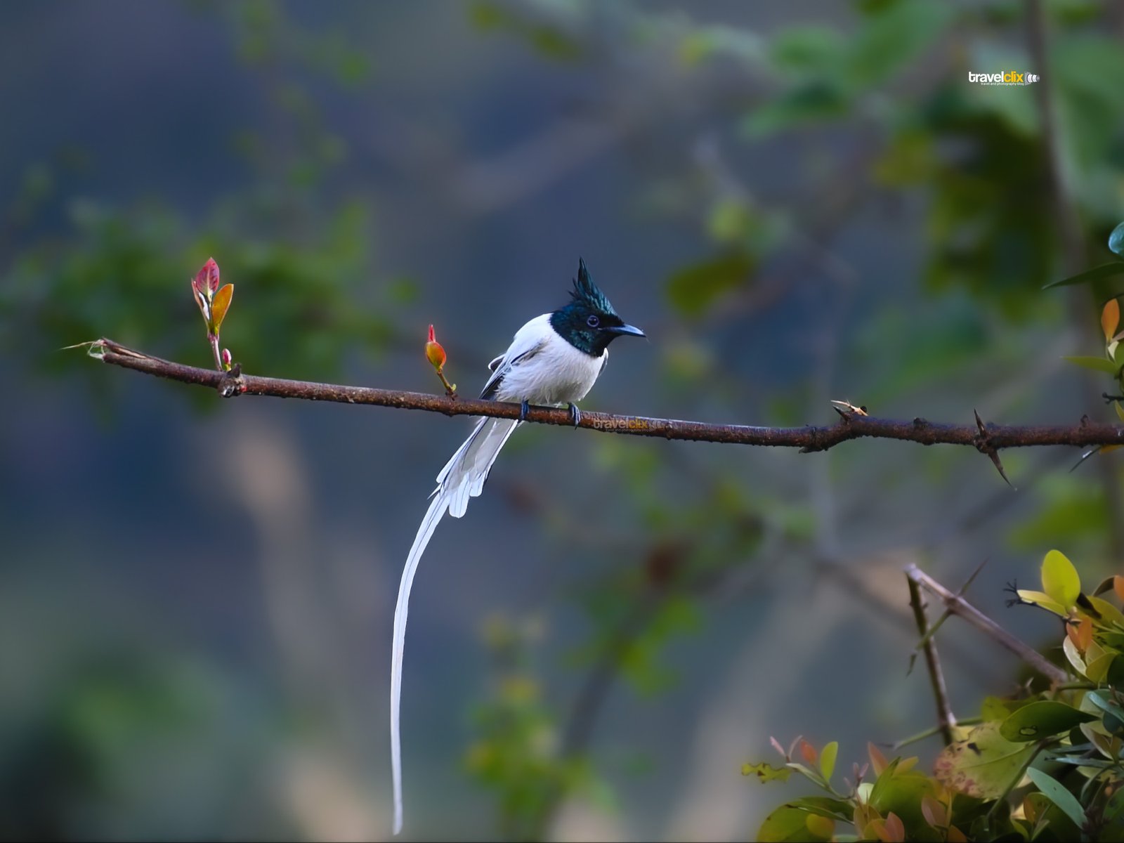 indian paradise flycatcher, asian paradise flycatcher, pune bird valley, sinhagad bird valley, birding, photography, birding in pune, sinhagad trekking, bird photography, birding spots in pune.