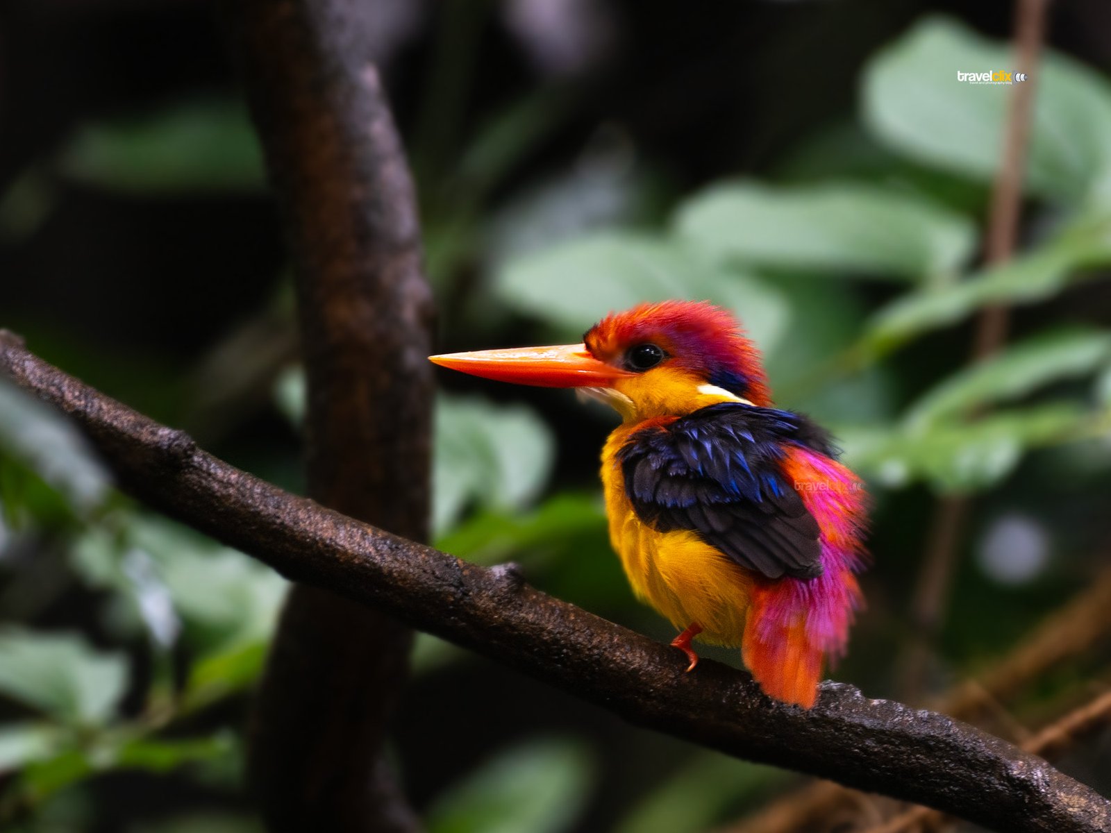 oriental dwarf kingfisher, birding in pune, pune birding locations, birds of pune, tamhini ghat, birding in tamhini ghat