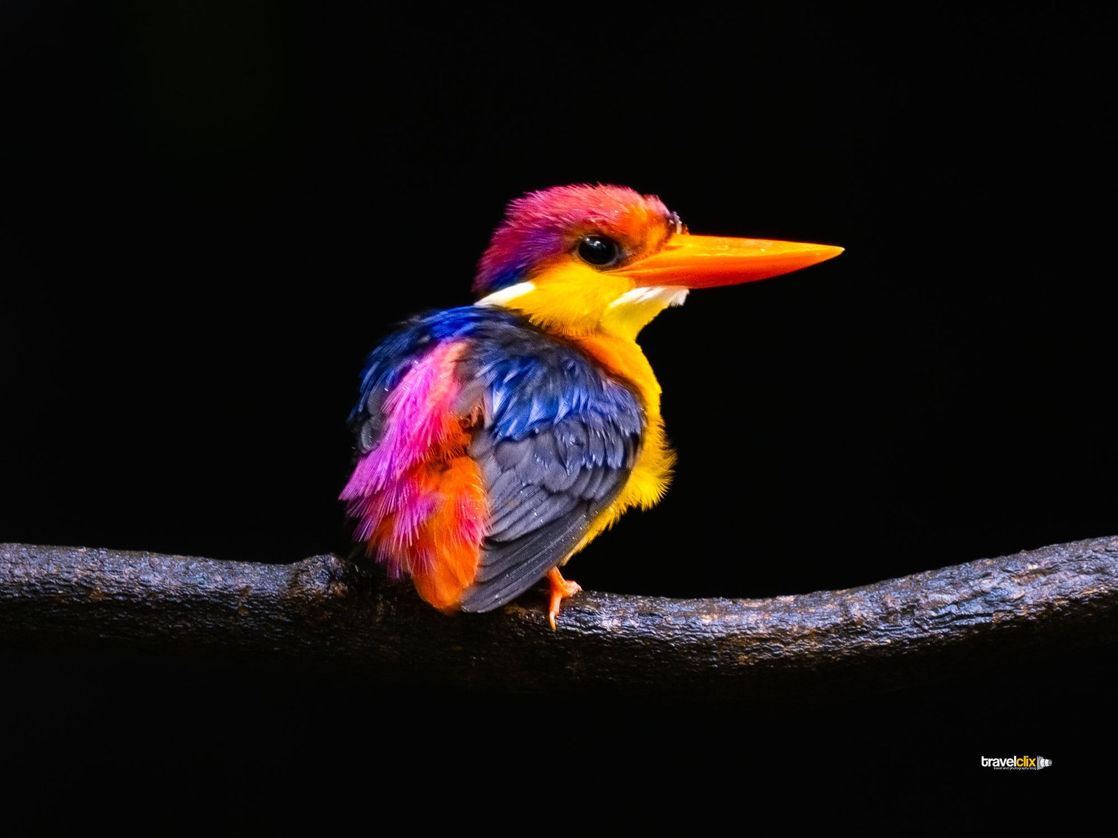 oriental dwarf kingfisher, birding in pune, pune birding locations, birds of pune, tamhini ghat, birding in tamhini ghat