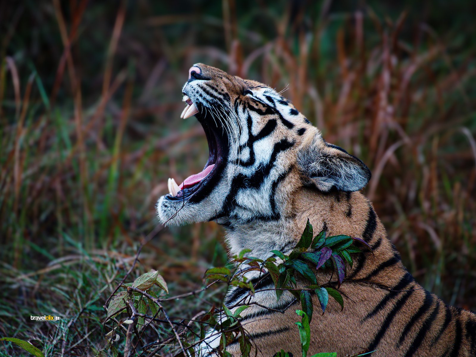 nimdhela buffer tadoba, tadoba andhari tiger reserve, tadoba forest, tadoba national park, nagpur national park, tiger, tigress, bhanuskhindi tigress, buffer zone of tadoba, bufer zones in tadoba tiger reserve, indian gaur