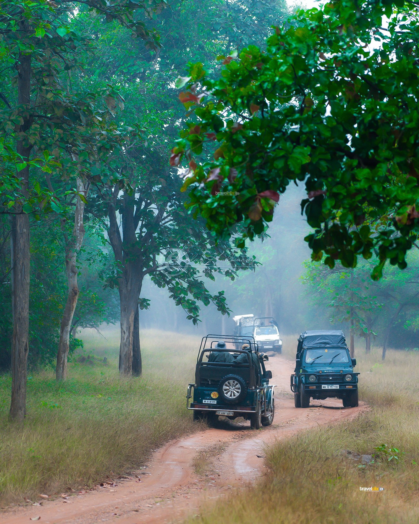 jamni lake, tadoba andhari tiger reserve, tadoba, tadoba jungle, taru vann, tadoba national park, tiger, forest, tadoba forest, vidarbh region, chandrapur jungle, waiting for tiger, sambar deer call, alarm call