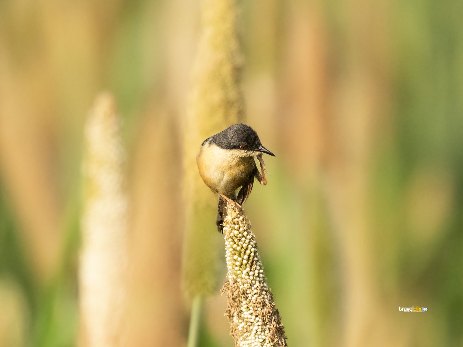 Ashy Prinia