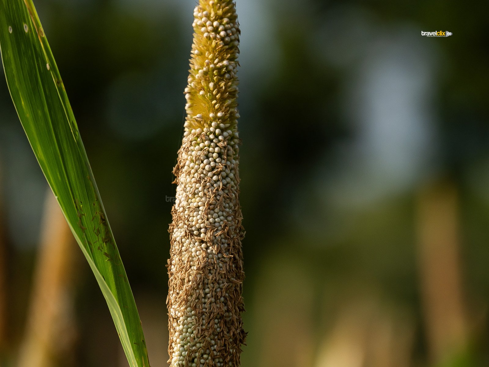 golden sunlight on pearl millet crop