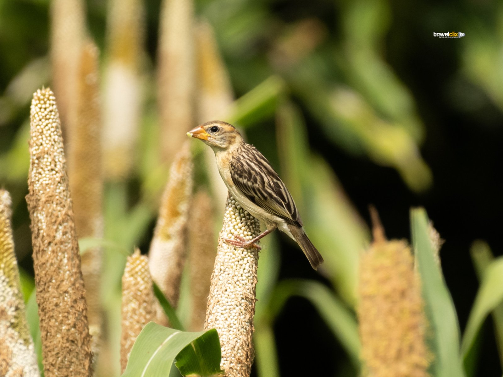 baya weaver bird - female