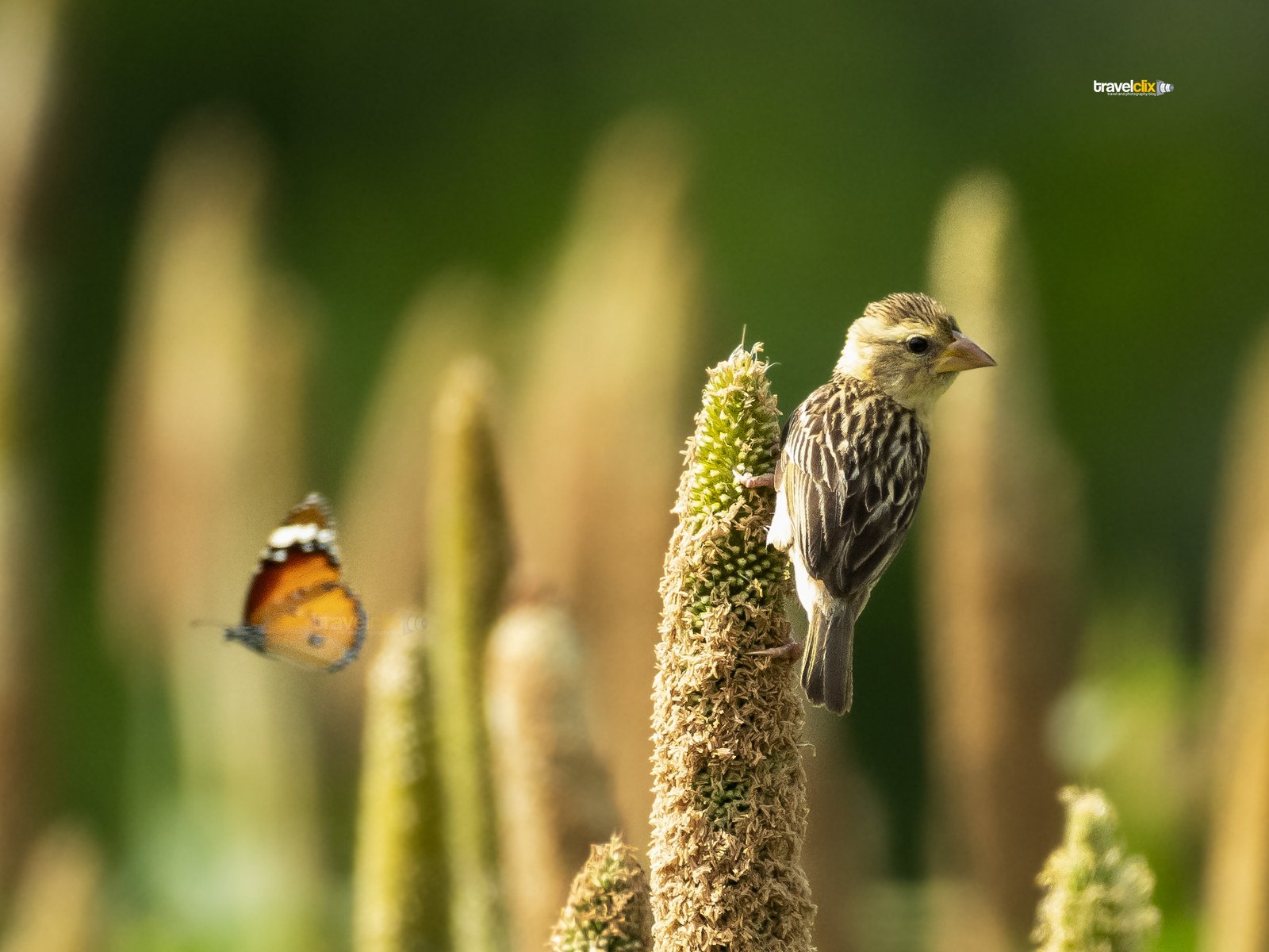 baya weaver bird - female and butterfly